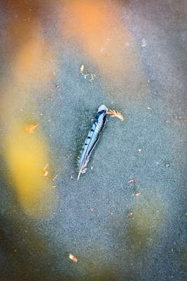 A single feather lies on a textured surface, surrounded by small, scattered autumn leaves. The background is softly blurred, creating a sense of depth and isolation for the feather.