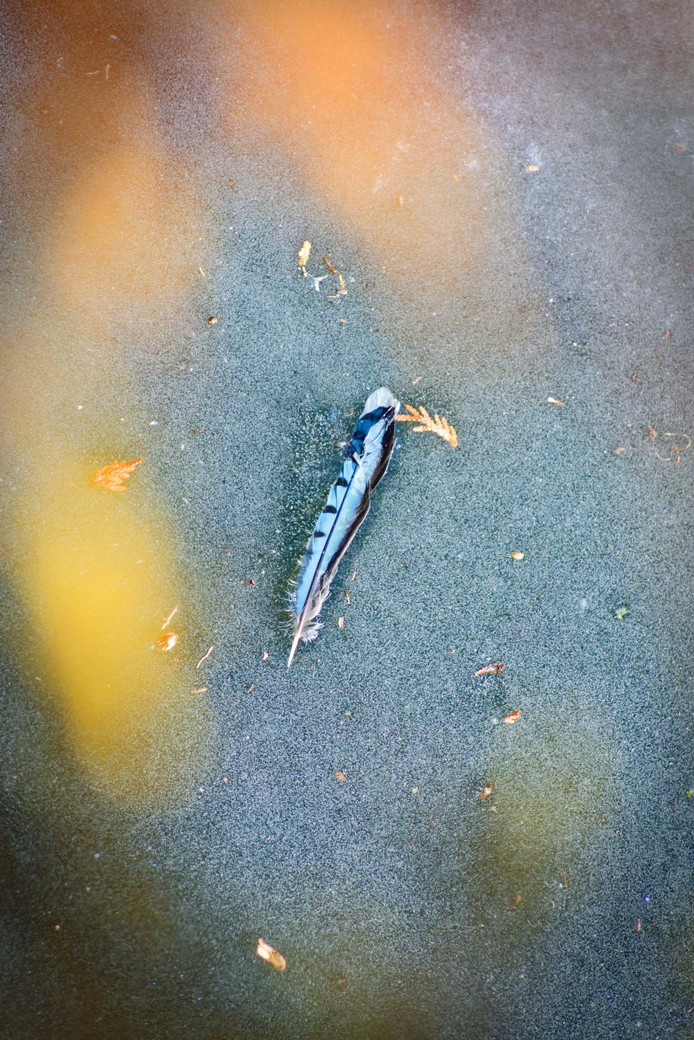 a blue bird is laying on the ground