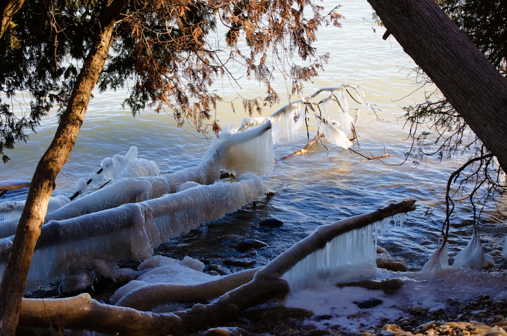 a group of ice - covered trees next to a body of water