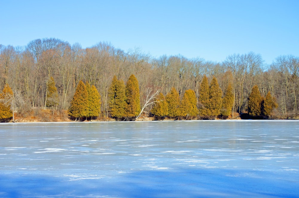 a large body of water surrounded by trees