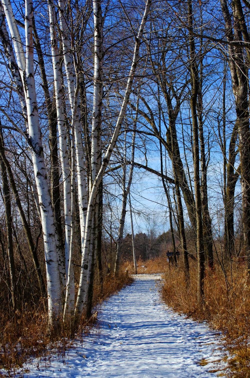 a snow covered path in the woods with trees