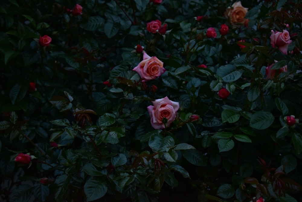 a bush of pink roses with green leaves