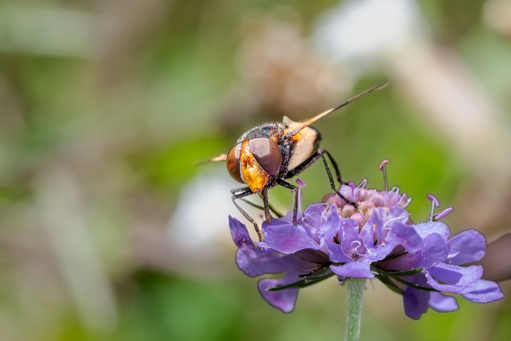 un insetto seduto sopra un fiore viola