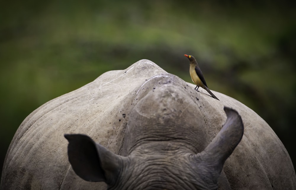 a bird perched on the back of a rhino