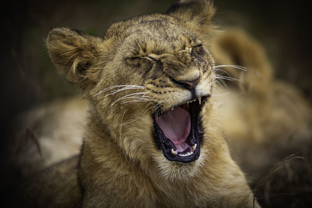 a close up of a lion with its mouth open