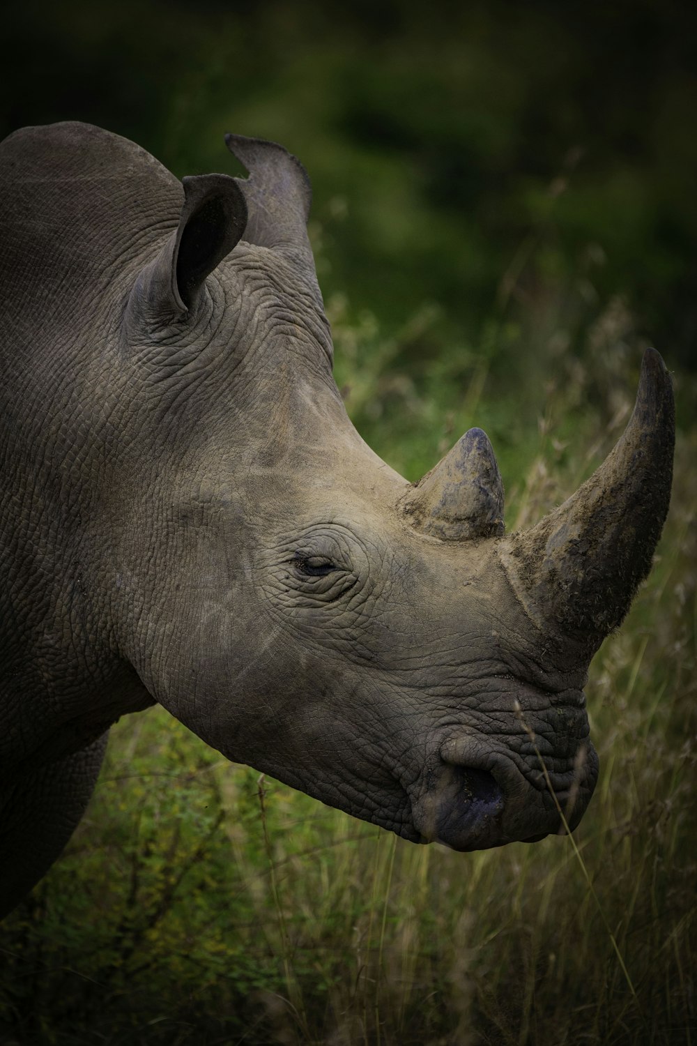 a close up of a rhino in a field of grass