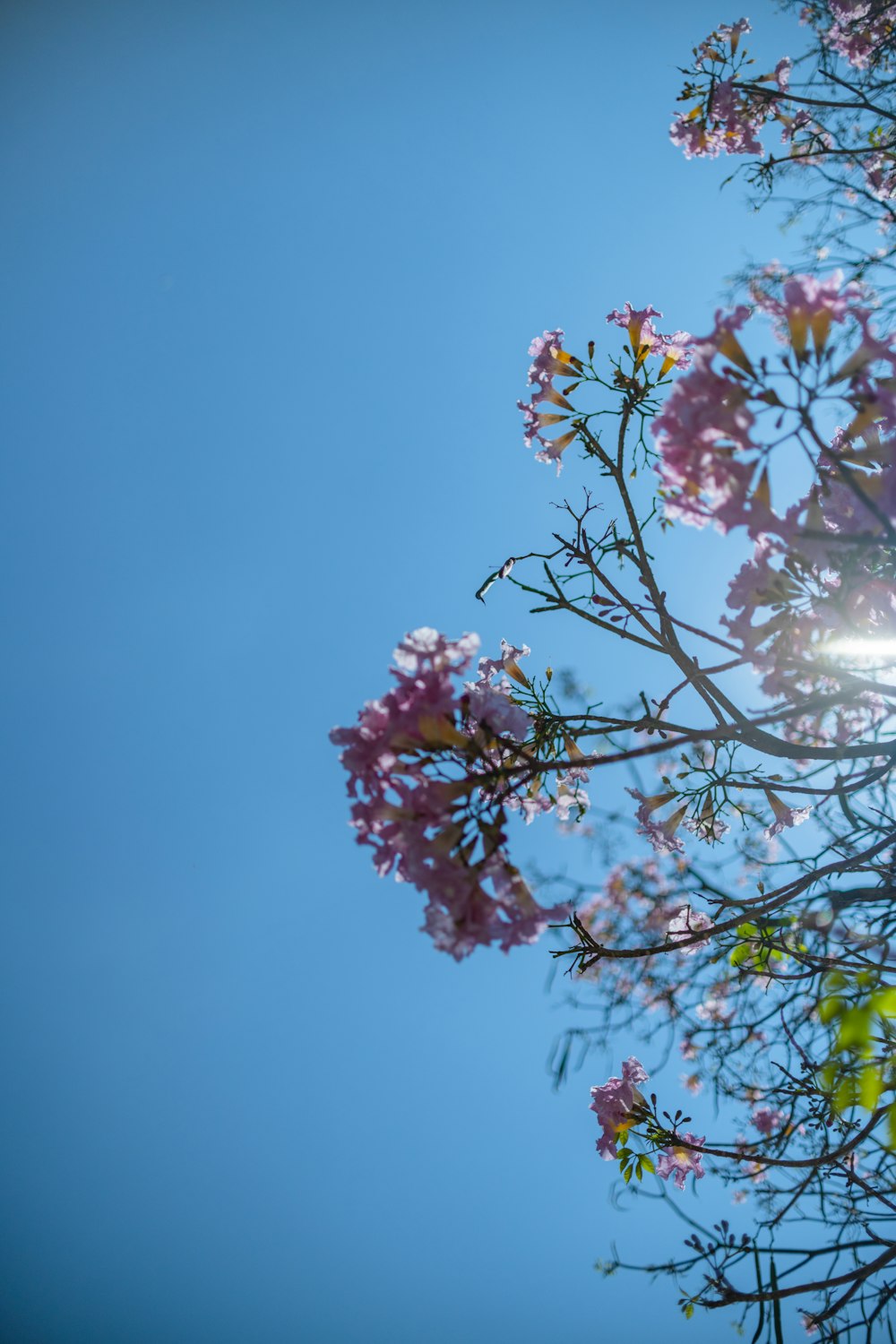 the sun shines through the branches of a flowering tree