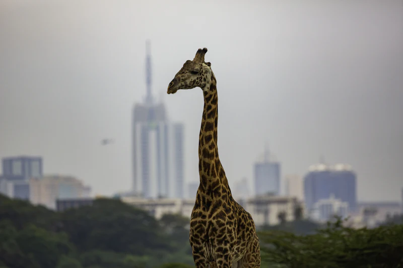 A giraffe in Nairobi National Park with the towers of the city behind it