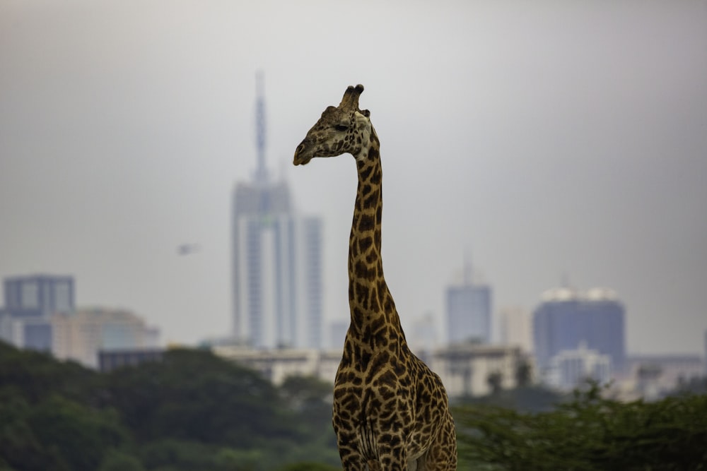 a giraffe standing in front of a city skyline