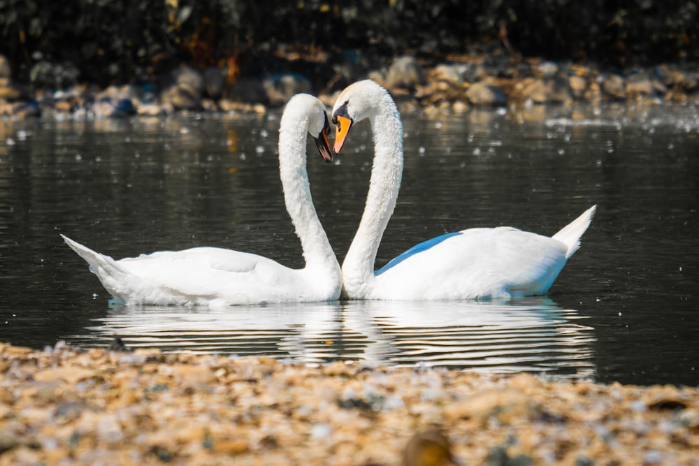 a couple of white swans floating on top of a lake