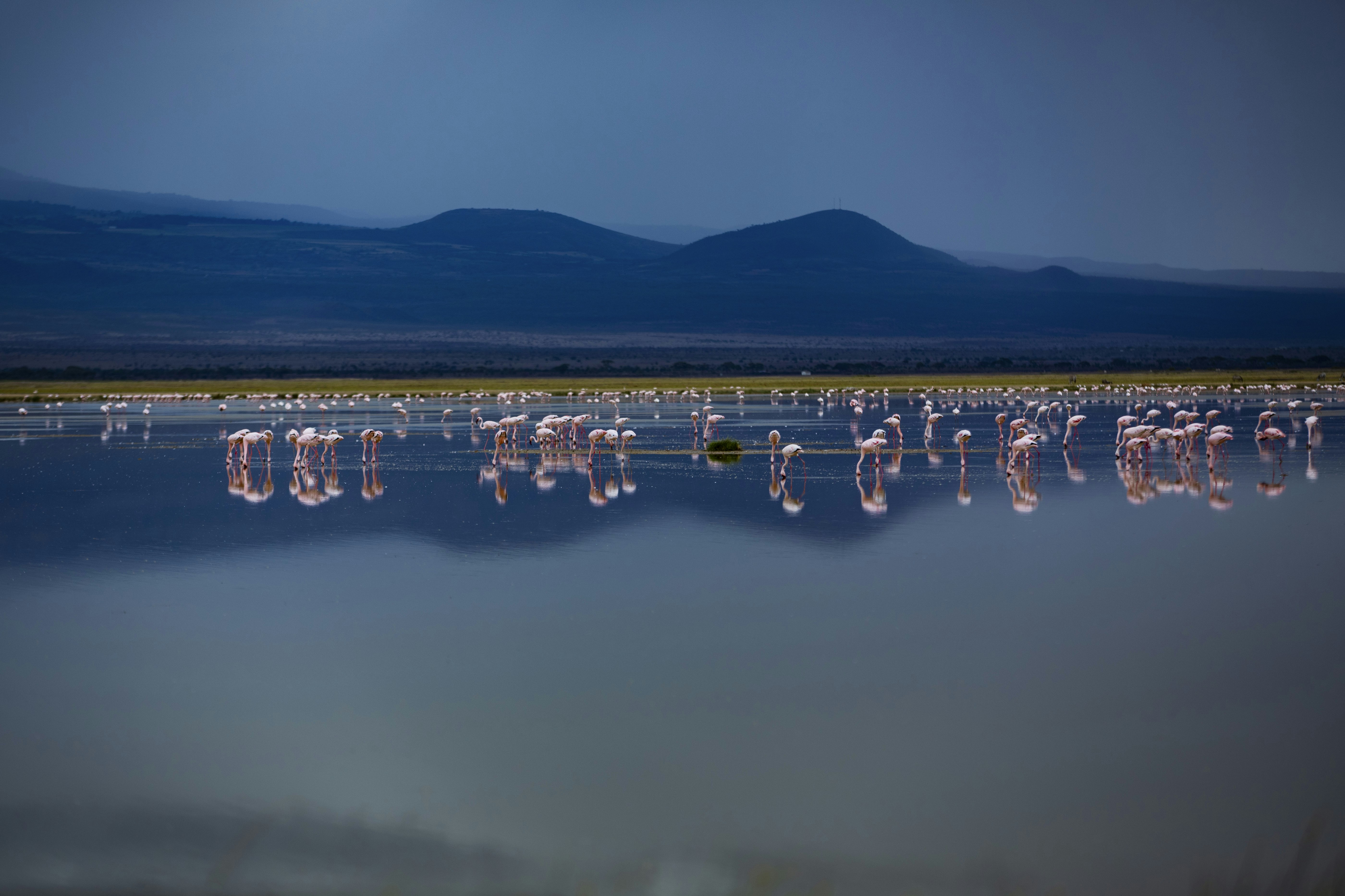 Flamingoes feeding late evening in Amboseli National Park.