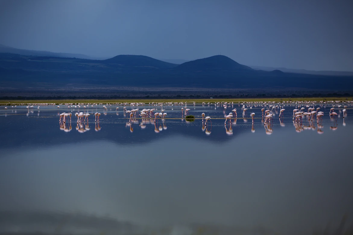 Lake Nakuru flamingos