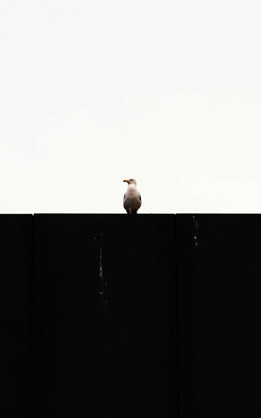 a bird sitting on top of a black fence