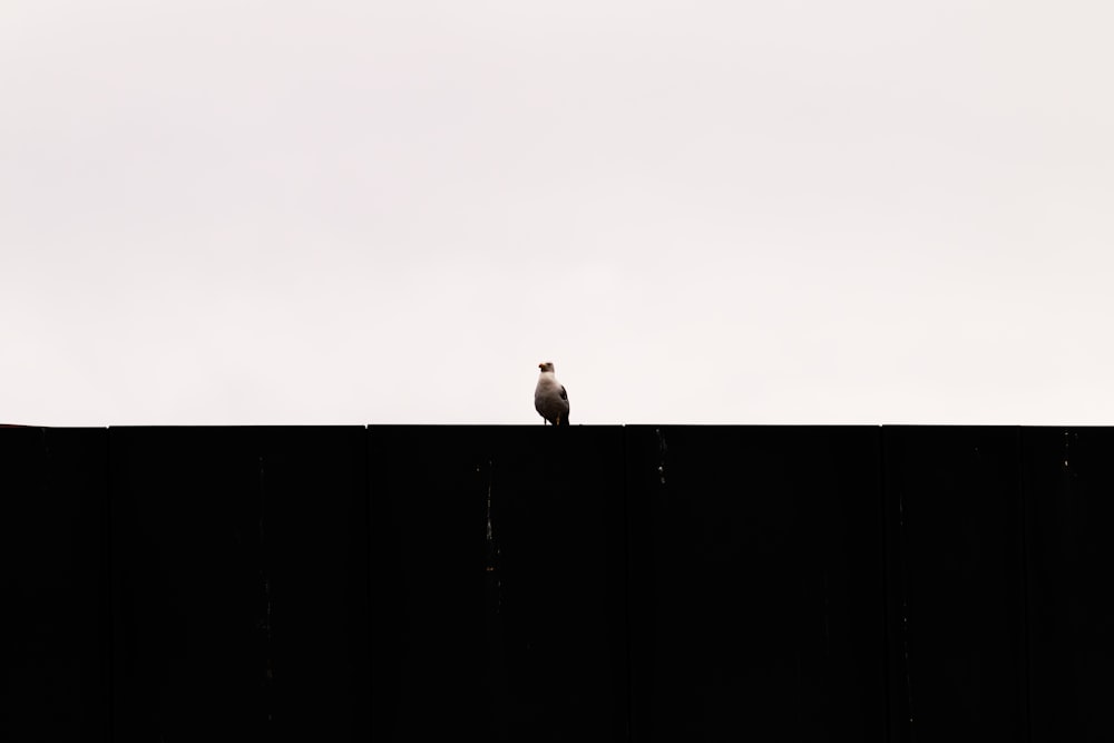 a bird sitting on top of a black fence