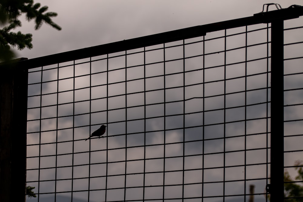 a bird is sitting on a wire fence