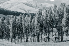 Tall trees form a dense line with two small wooden shelters and picnic tables beneath them. The background features rolling hills and a mountain range, creating a serene and natural landscape.