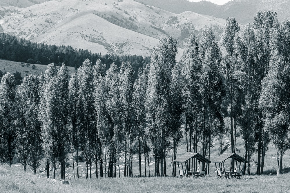 a black and white photo of a forest