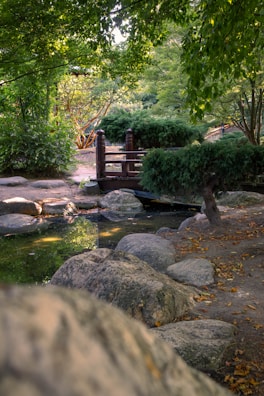 A serene garden setting with soft sunlight filtering through trees, symbolizing tranquility.