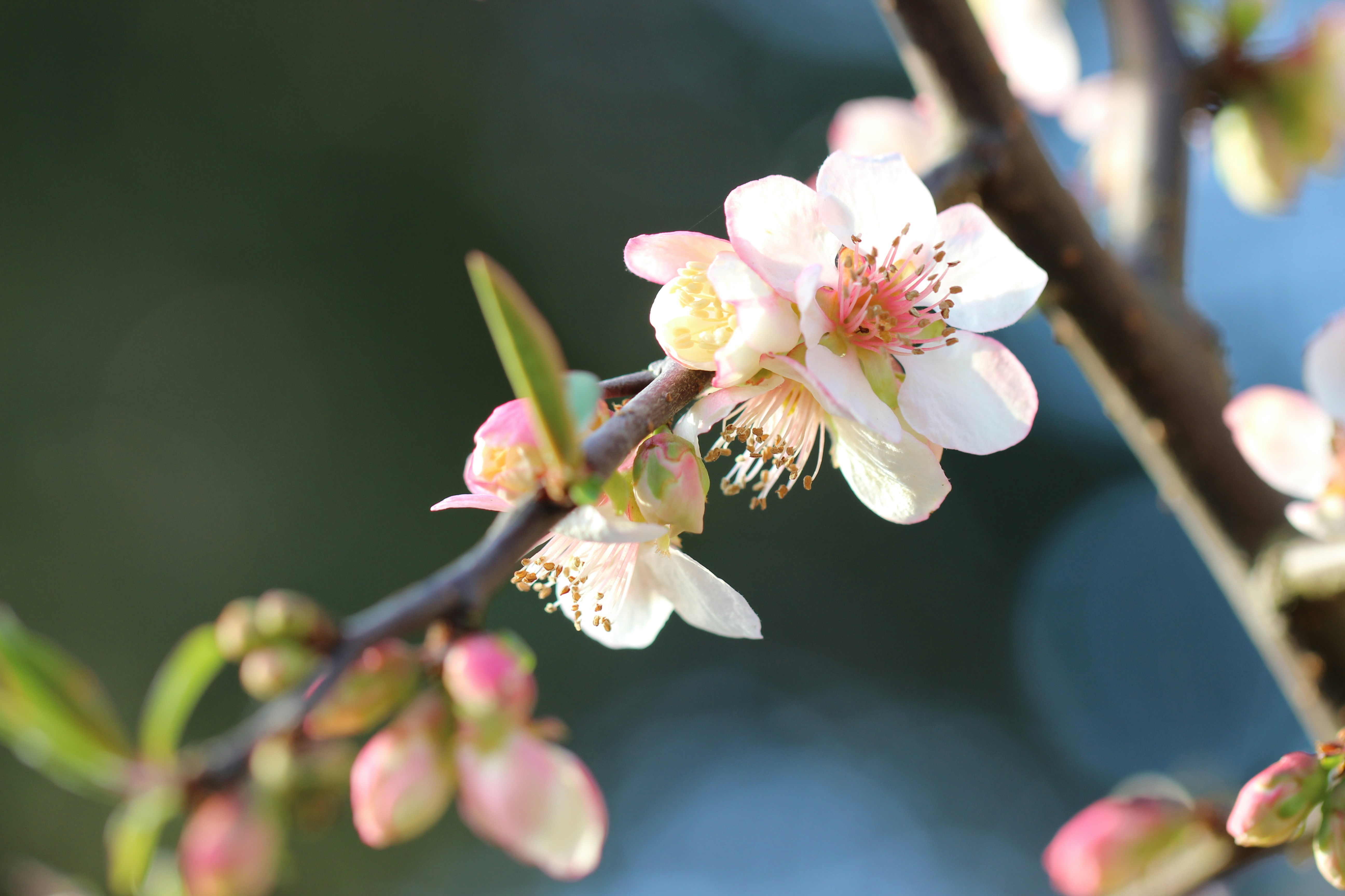 Photo by bigponorris