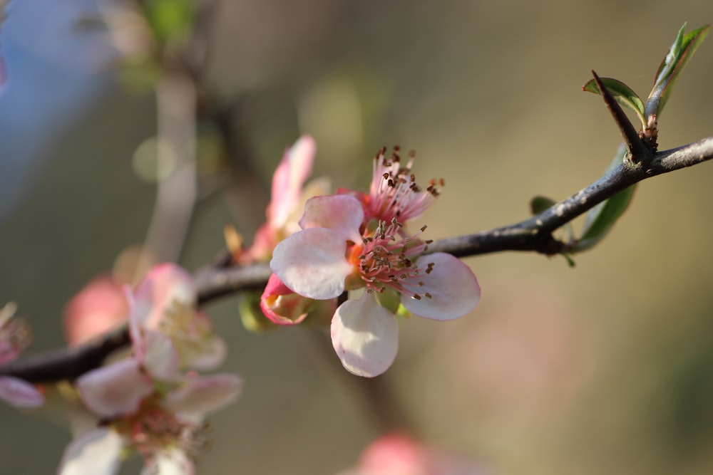 a close up of a flower on a tree branch