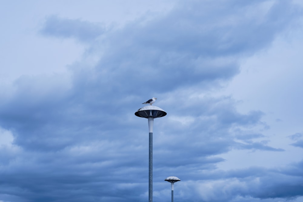 a bird sitting on top of a light pole