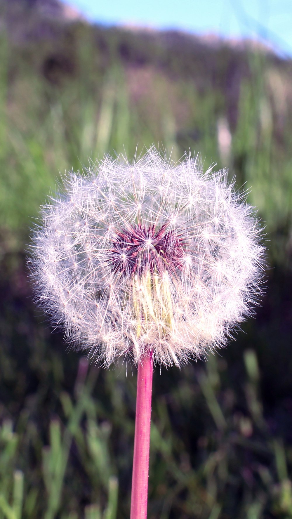 a close up of a dandelion in a field