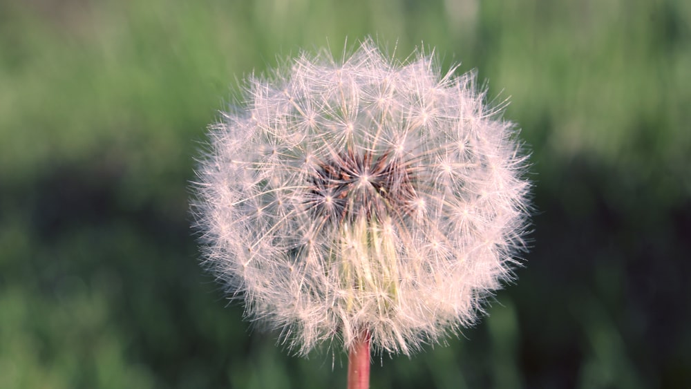 a close up of a dandelion with a blurry background