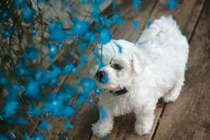 a small white dog standing on top of a wooden floor