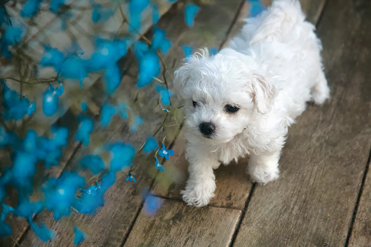Small white puppy standing on a wooden floor