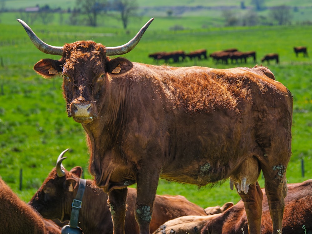 a herd of cattle standing on top of a lush green field