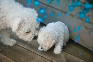 Two white fluffy dogs are on a wooden surface with one adult dog gently sniffing a puppy. Blue out-of-focus decorations hang nearby.