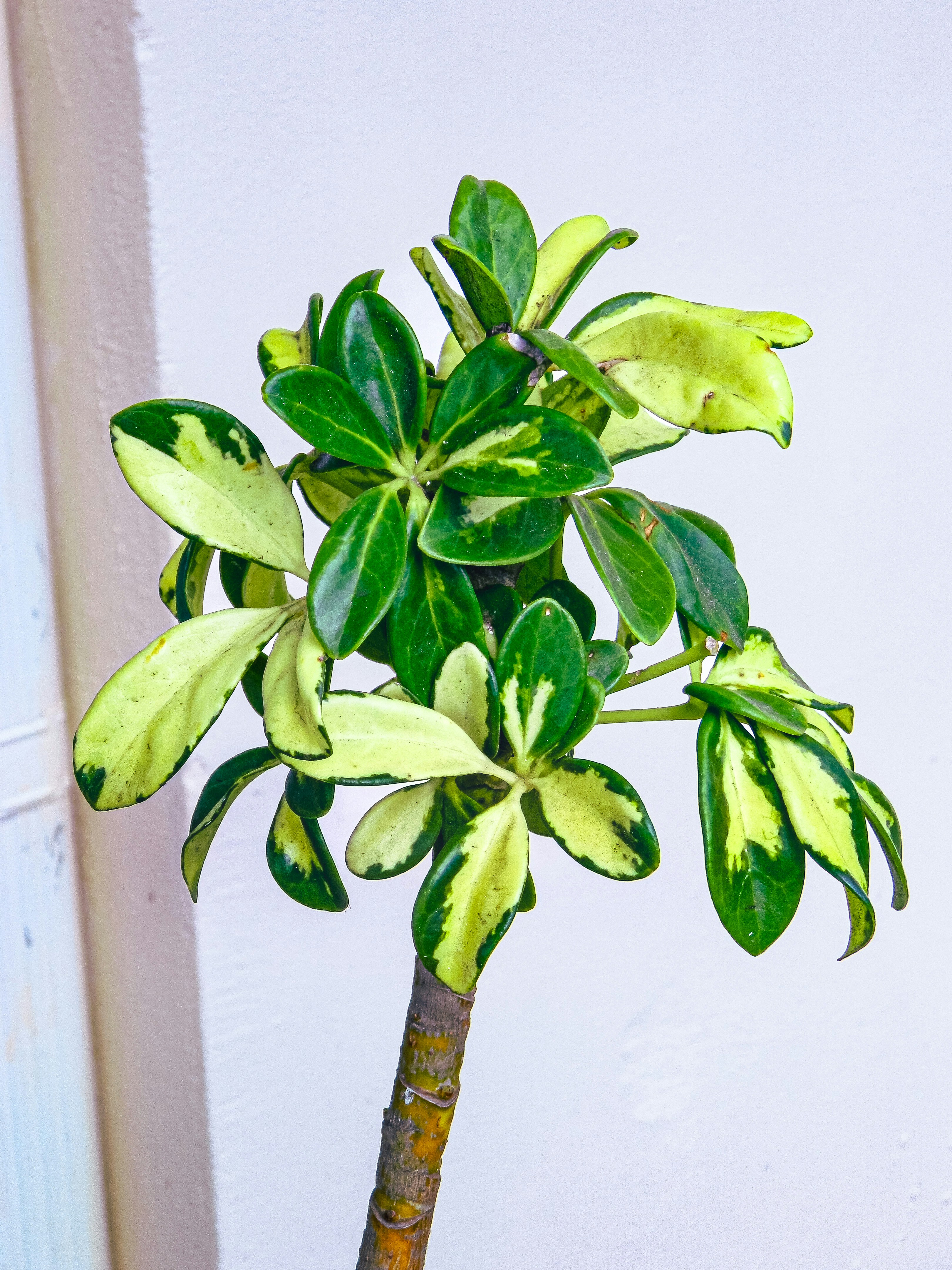 Curated Plant Displays for You