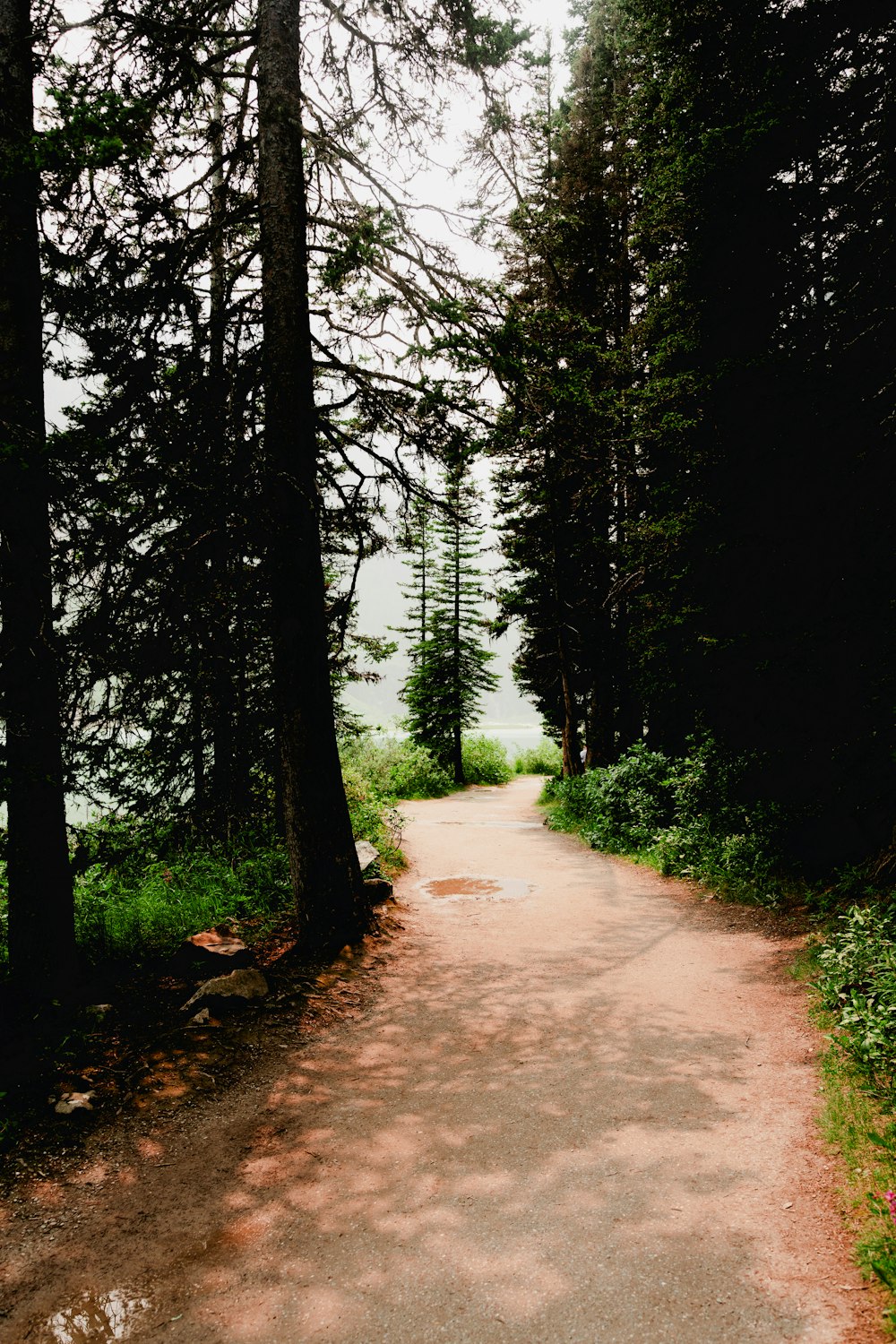 a dirt road in the middle of a forest