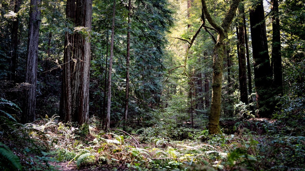 a forest filled with lots of tall trees