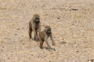 Two baboons walking across a dry, grassy plain. The background is filled with parched grass and sparse vegetation, creating a natural and rugged landscape.
