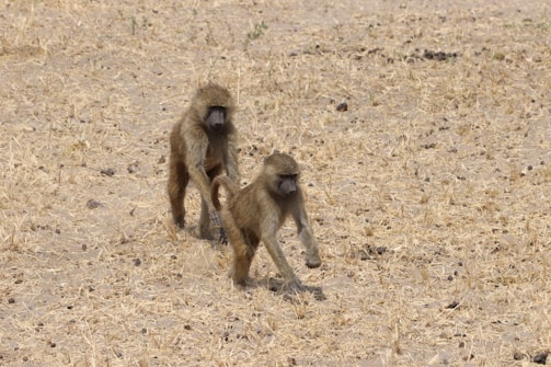 Two baboons walking across a dry, grassy plain. The background is filled with parched grass and sparse vegetation, creating a natural and rugged landscape.