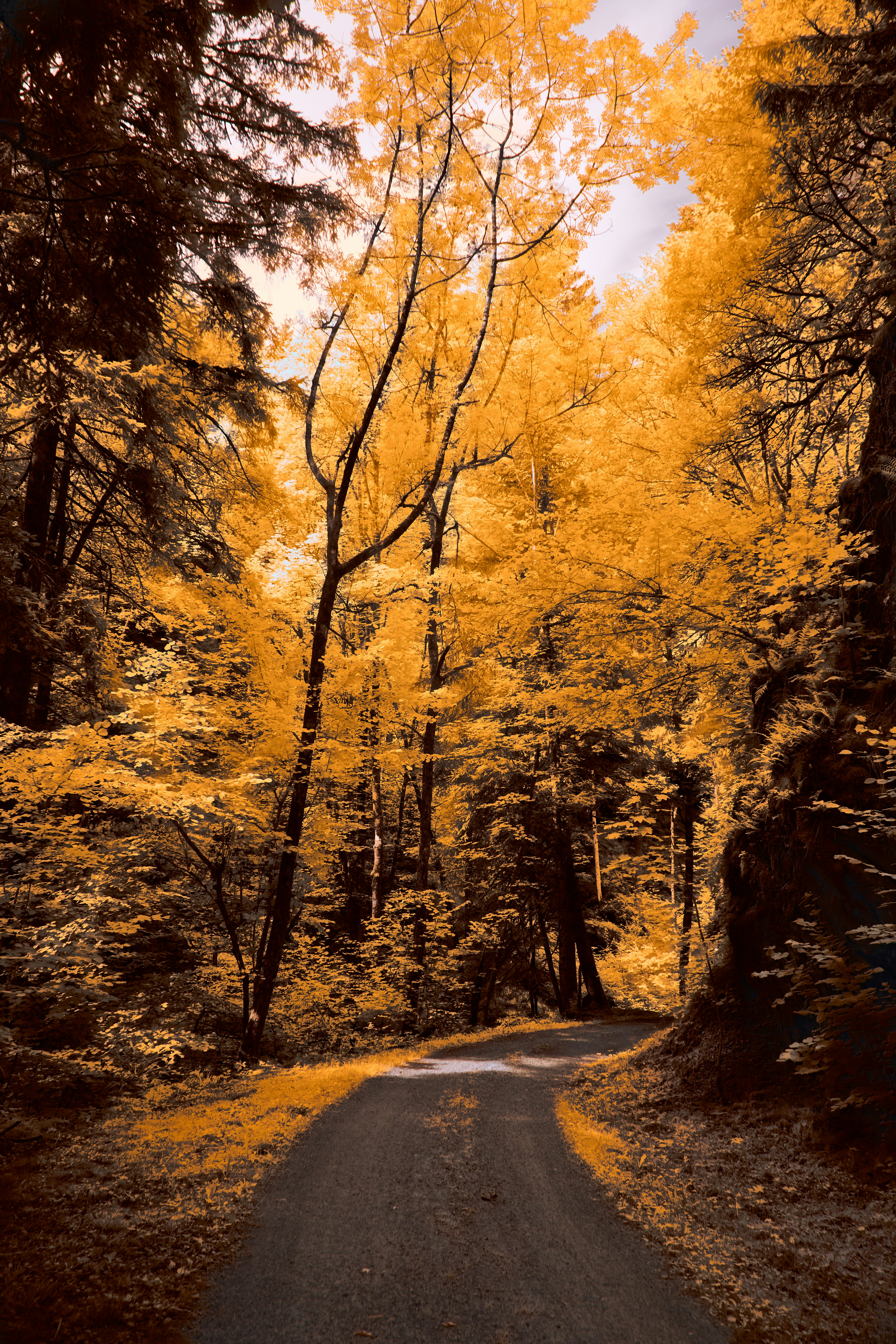 Photo by wolfgang_hasselmann