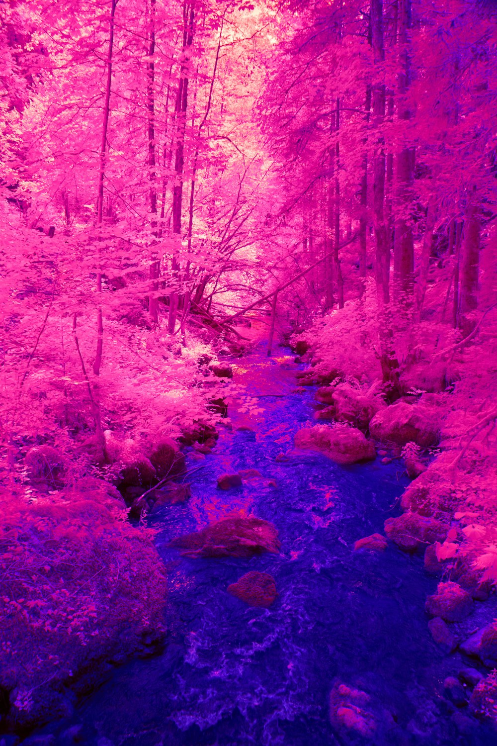 a stream running through a lush green forest