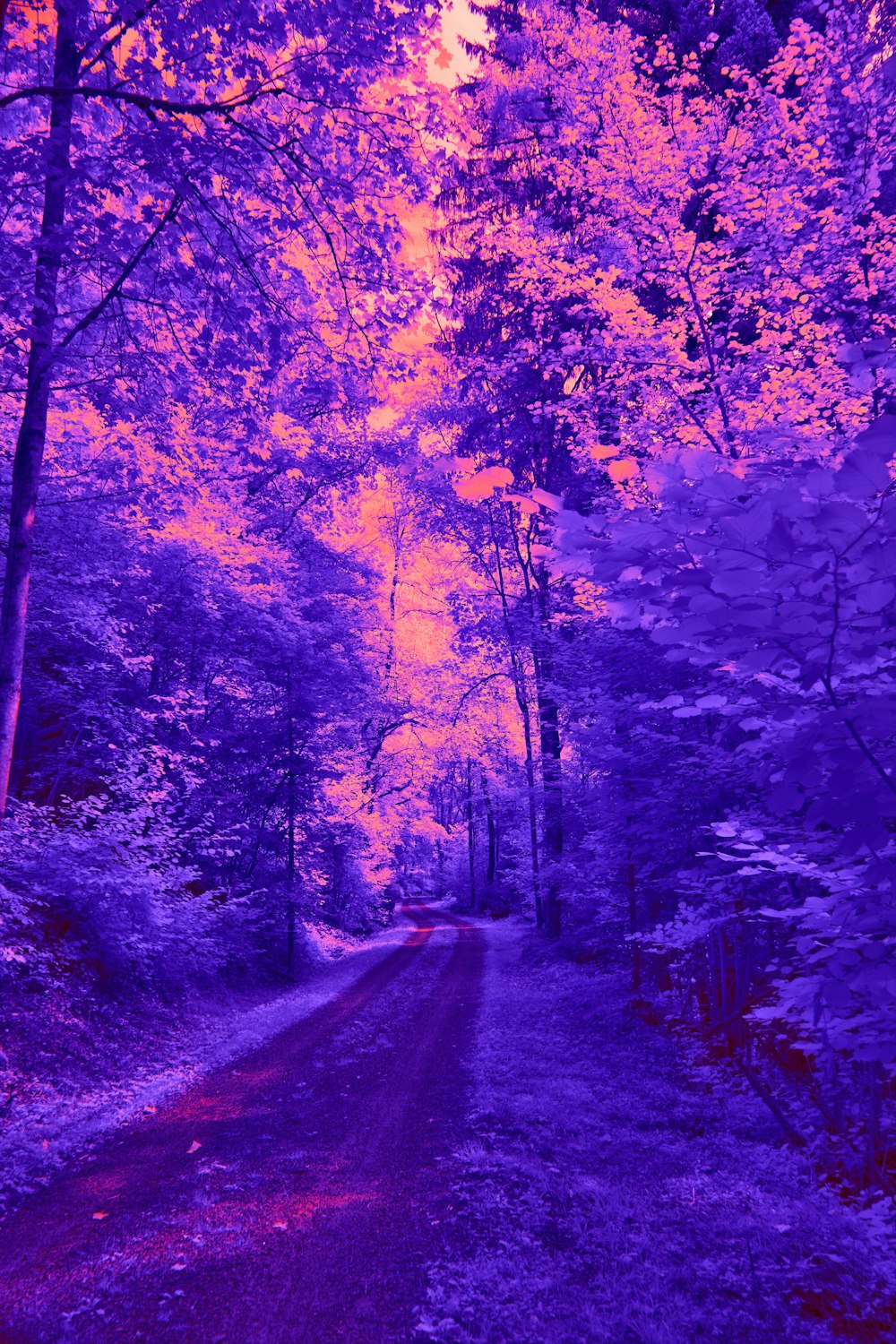 a road surrounded by trees in a forest