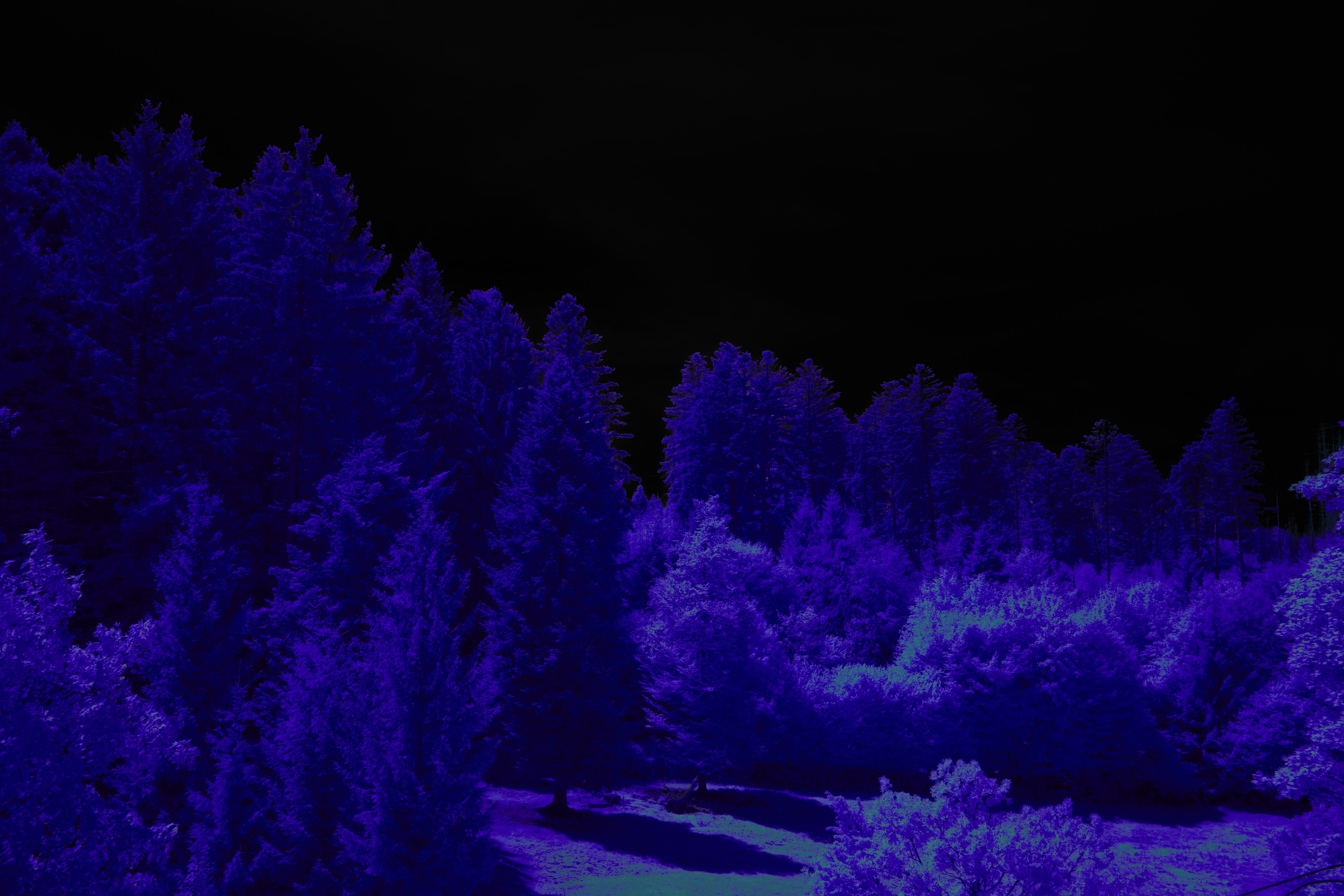 Photo by wolfgang_hasselmann