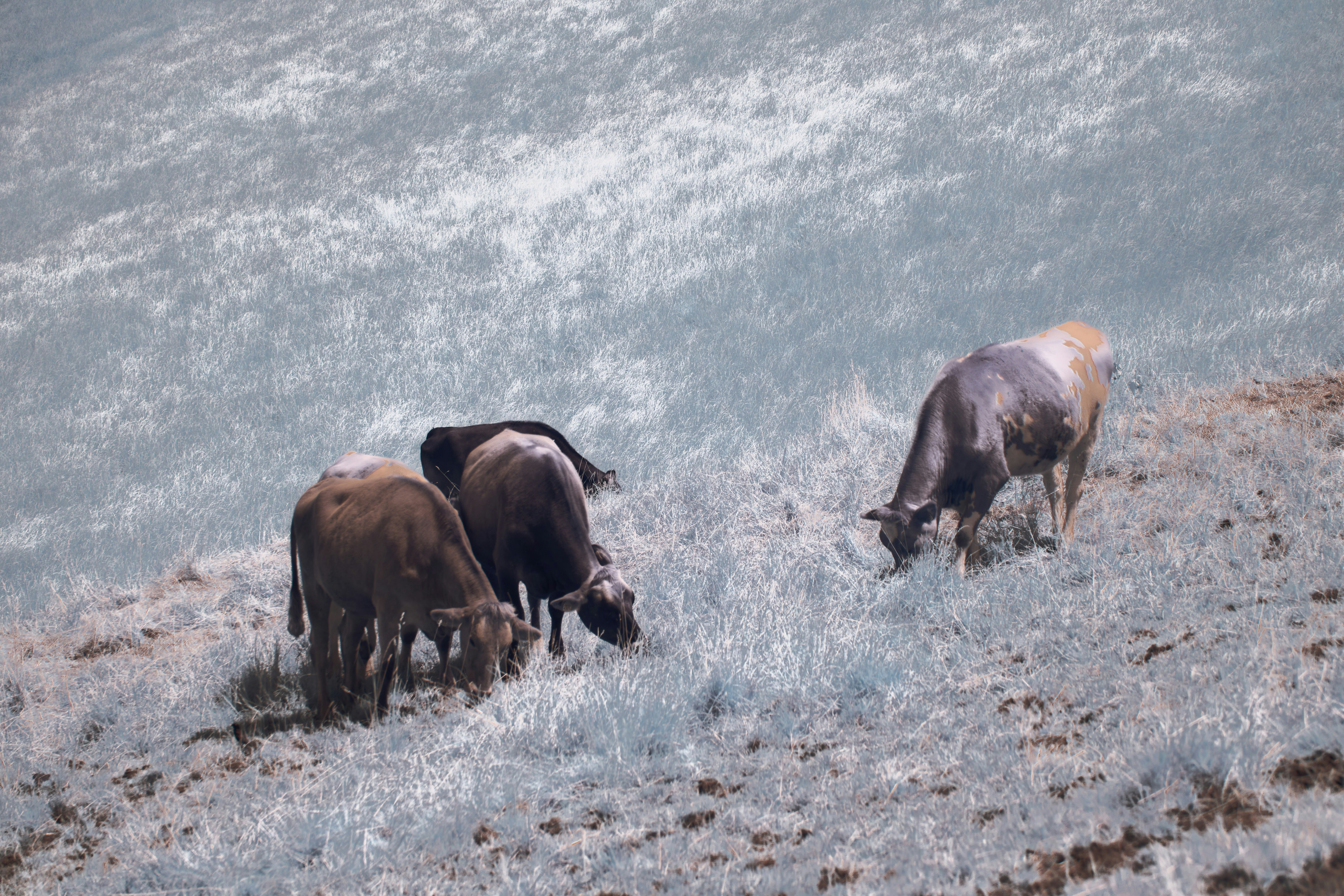 Photo by wolfgang_hasselmann