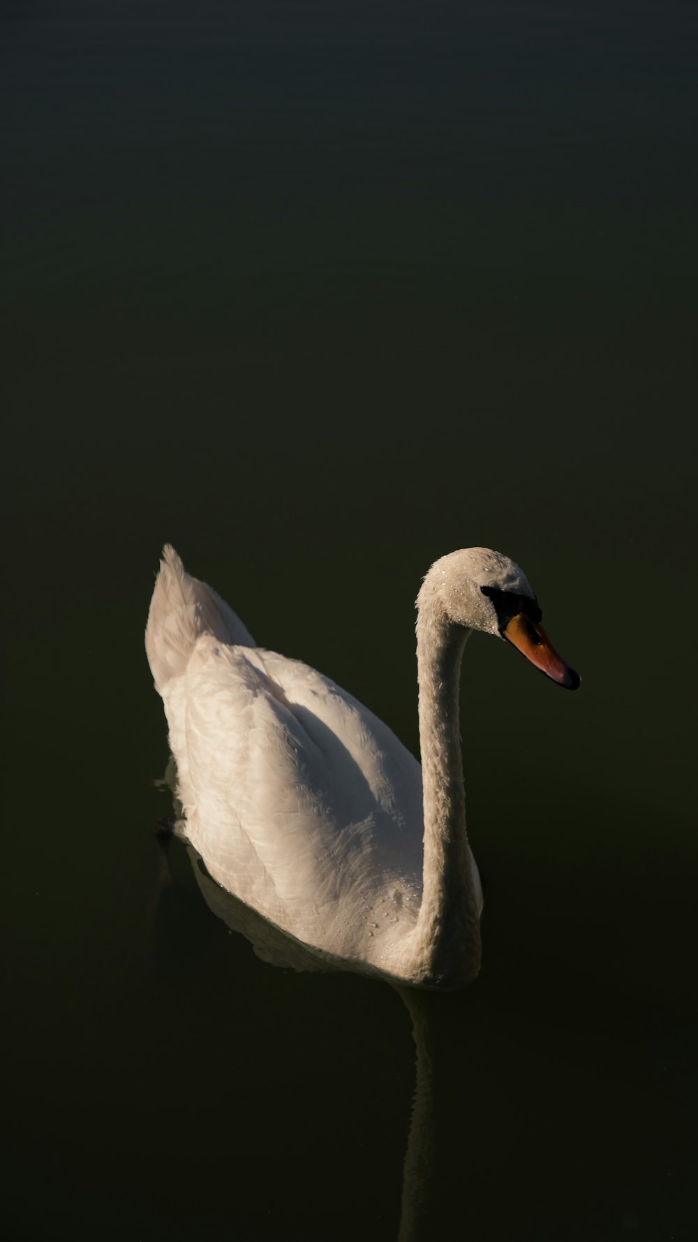 a white swan floating on top of a body of water