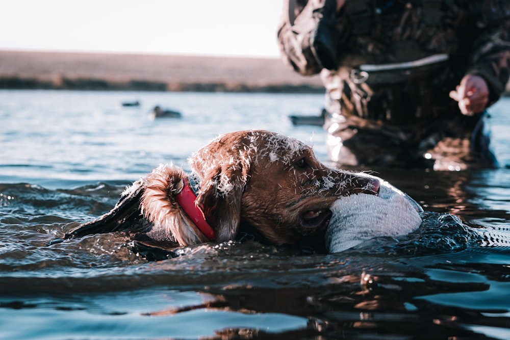 犬が男と一緒に水中を泳いでいる