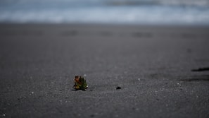 A small piece of green and brown seaweed lies on a dark sandy beach with the ocean waves blurred in the background.