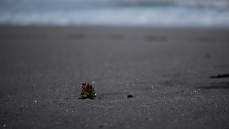 A small piece of green and brown seaweed lies on a dark sandy beach with the ocean waves blurred in the background.