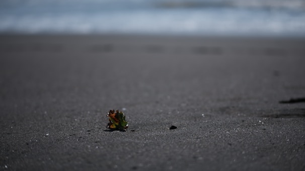 A small piece of green and brown seaweed lies on a dark sandy beach with the ocean waves blurred in the background.