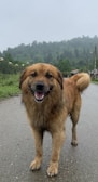 A happy, wet dog standing on a road with its mouth slightly open, appearing to smile. The background consists of lush green hills and a cloudy sky, with a wooden fence running alongside the road.