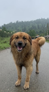 A wide shot of a Mutt Wash station installed near caravan pitches, with a smiling dog owner drying their dog on a sunny day.