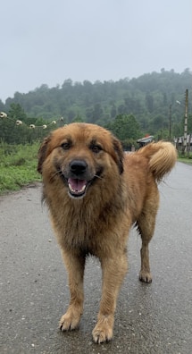 A happy, wet dog standing on a road with its mouth slightly open, appearing to smile. The background consists of lush green hills and a cloudy sky, with a wooden fence running alongside the road.