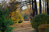A peaceful garden path lined with deep carmine and forest green foliage under soft daylight.